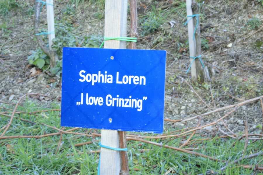 4CITIES Sophia Loren Vienna vine